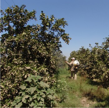Figura 1. Aspersión de insecticidas contra D. citri.