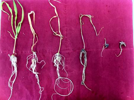 Figura 1.A la derecha, control sin hongo; y a la izquierda tres plantas con Fusarium.