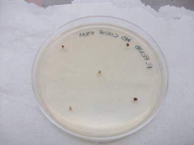 Figura 2. Aislamiento de Fusarium en un medio selectivo a partir de raíces sintomáticas.
