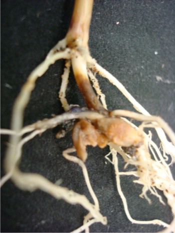 Figura 1. Acercamiento de una raíz dañada por Fusarium verticillioides (Fv) que muestra necrosis del tejido radicular.