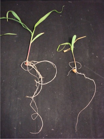 Figura 2. Planta tratada con Fv (derecha) mostrando el efecto negativo en raíz y planta tratada con Fv y uno de los antagonistas mostrando el efecto protector del antagonista sobre el hongo (izquierda).