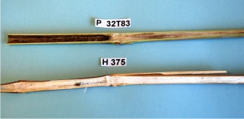 Figura. Respuesta contrastante de los híbridos de maíz P 32T83 y H 375 al ataque de una cepa monospórica de Fusarium spp. inoculada en condiciones de invernadero, en el valle de Culiacán. Ciclo O-I 2010-2011.