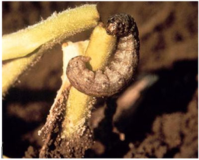 Figura 3. Gusano trozador dañando una planta de maíz.