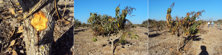 Figura 6. Síntomas de la enfermedad 'muerte descendente del mango'. Tallo con apariencia corchosa y herida con escurrimiento de goma (izquierda); debilitamiento total de la planta (centro) y muerte progresiva de la planta (derecha).