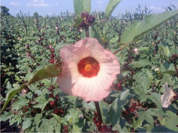Figura 1. Cultivar Regional 2 en floración.