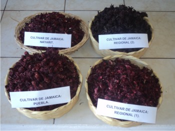 Figura 2. Cáliz de jamaica deshidratado de los cuatro cultivares validados.