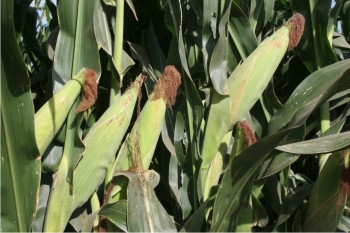 Figura 1. Con la fertilización integral se reducirá la aplicación de gas amoniaco en los cultivos de maíz de Sinaloa.