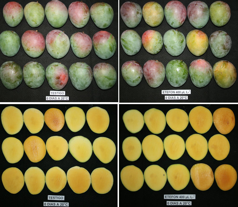 Figura 1. Color externo e interno en frutos de mango Kent. Testigo y tratados en precosecha con etefón 400 µL/L.