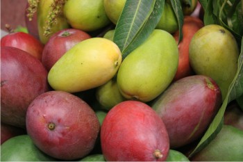 Resultados favorables en manejo de mango orgánico se presentaron en el Congreso Nacional de la Sociedad Mexicana de Ciencias Hortícolas, A.C., llevado a cabo en Culiacán.