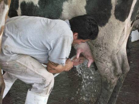 Durante el día demostrativo se explicaron diferentes métodos para mejorar la calidad en leche.