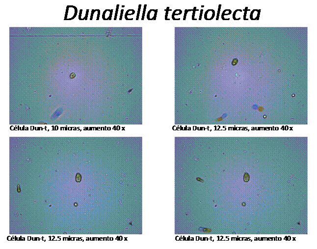 Figura 2. Imágenes y características de la microalga marina Dunaliella tertiolecta.
