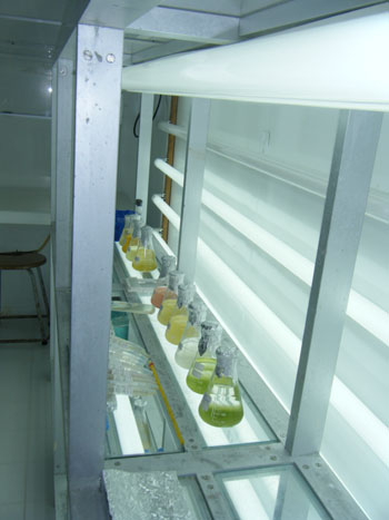 Figura 1. Cepario 1 del Instituto de Ciencias del Mar y Limnología. Área de trabajo para inoculación y ambientación de microalgas marinas.