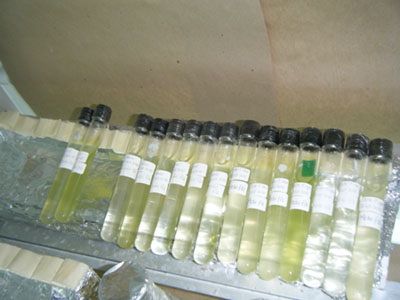 Figura 3. Colección de aislados en el cepario del Instituto de Ciencias del Mar y Limnología de la Universidad Nacional Autónoma de México (ICMyL-UNAM), Mazatlán.
