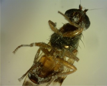 Figura 1. Mosca de los estigmas infectada con hongos.
