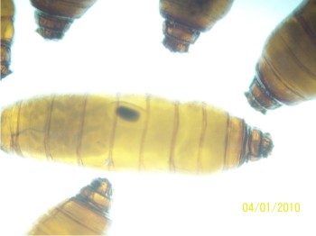 Figura 2. Pupa de la mosca de los estigmas parasitada.