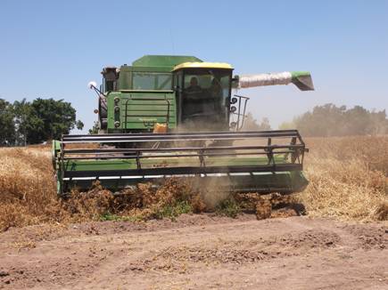 Figura 1. El propósito central de este proyecto en cártamo es precisar la mejor fecha de siembra en la que se obtengan los mejores rendimientos de grano.
