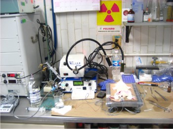 Figura 2. Evaluación de presión arterial sanguínea en ratas HRS.