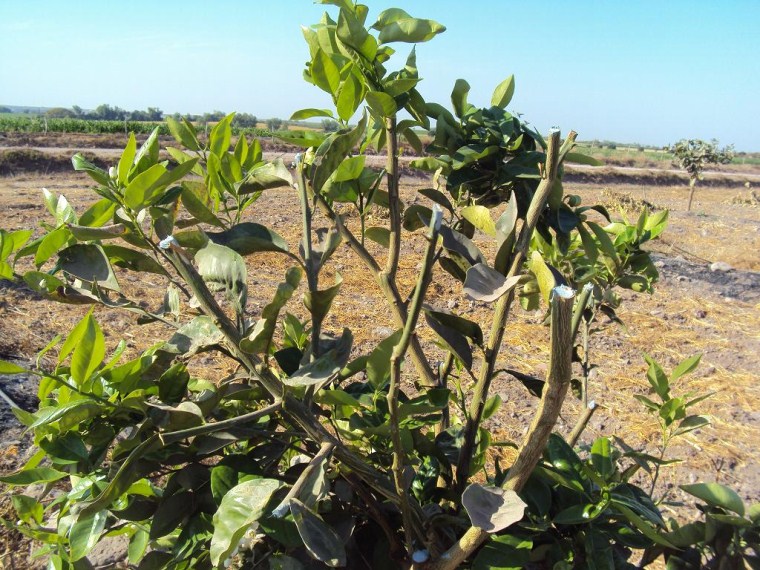 Figura 3. Poda en árbol de limón persa con daño en follaje y brotes jóvenes por helada.