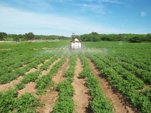 Figura 1. Aplicación de fertilizantes vía foliar.