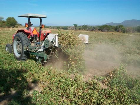 Figura 2. Arranque del cultivo en forma mecánica al presentarse la etapa de madurez fisiológica.