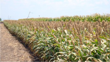 Figura 2. Variedad experimental de sorgo, Amarillo Precoz. Figura 2. Variedad experimental de sorgo, Amarillo Precoz.