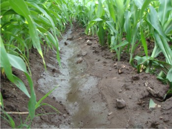 Figura 1. Se observa el surco con entarquinamiento. El agua de lluvia se infiltró al suelo.