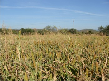 Figura 2. Lote con entarquinamiento.