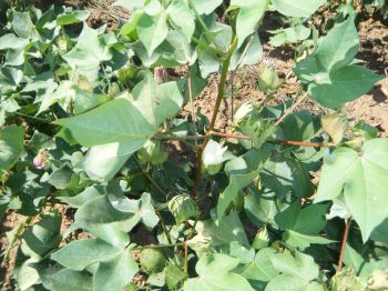 Algodón en desarrollo con floración y bellotas (75 días después de sembrado).