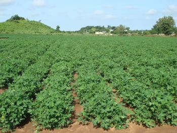 Cultivo de cacahuate en etapa vegetativa de formación de vainas.