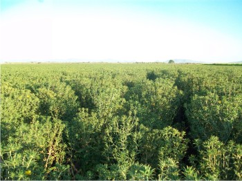 Cultivo de cártamo a los 90 días de sembrado, etapa de inicio de floración.