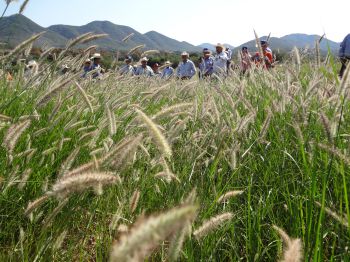 Ochenta ganaderos asistieron a los dos días demostrativos sobre variedades de pasto Buffel.