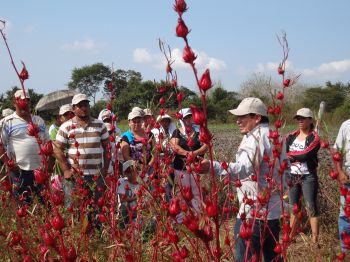 Productores y productoras recibiendo capacitación sobre el paquete tecnológico para producir jamaica.