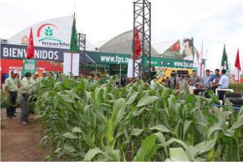Figura 4. Área de cultivos del stand de FPS, donde los técnicos instruían a los interesados sobre el establecimiento de los cultivos de garbanzo, maíz, caña, mango, kenaf, cártamo, arándano, brócoli, zarzamora, trigo y frijol, entre otros.
