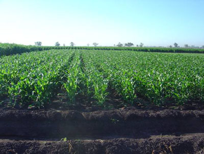 Cuarta fecha de siembra de maíz  en el Campo Experimental Valle de Culiacán (CEVACU).