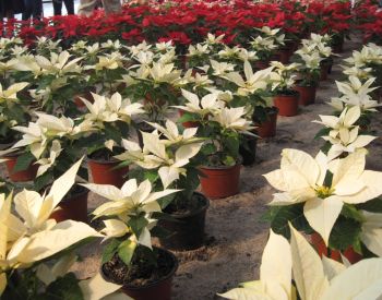 Flores de Nochebuena producidas en Concordia
