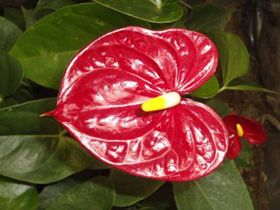 Plántula con flor de anturio establecida en La Petaca, Concordia.