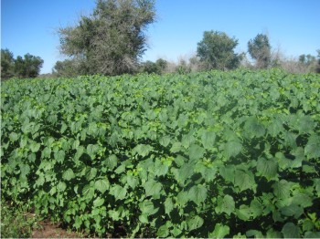 Figura 1. Cultivo de kenaf a los 60 días en zona de temporal.