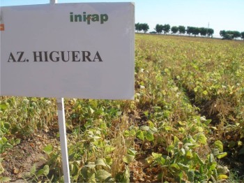 Figura 1. Variedad comercial Azufrado Higuera.