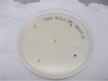 Aislamiento de Fusarium en un medio selectivo a partir de raíces sintomáticas.