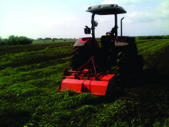 Trabajo de eliminación de malezas para la plantación.