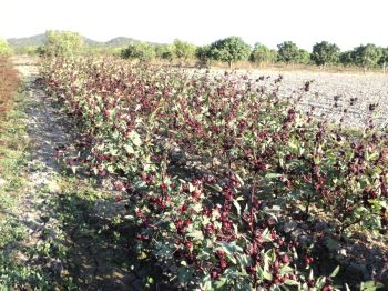 Figura 1. Cultivar de jamaica listo para cosecharse.