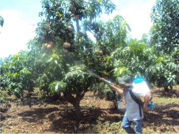 Figura 1. Aplicación de los tratamientos en la variedad de mango Keitt.