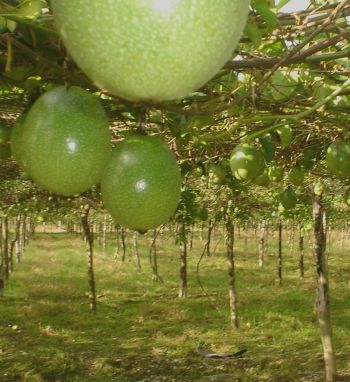 Se estudiará la resistencia del cultivo a plagas y enfermedades y se establecerá su rendimiento para las condiciones del sur de Sinaloa.