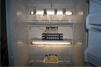 Figura 1. Microalgas para la producción de biodiesel.