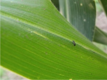Imagen 1. Mosca de los estigmas en campo.