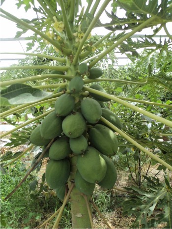 Planta de papaya con frutos amarrados.