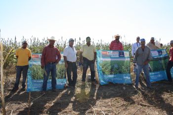 Productores asistentes al día demostrativo sobre sorgo (5 de diciembre) en El Roble, Elota.