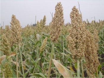 Imagen 1. Línea de sorgo Mazatlán-16 en riego.