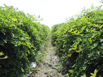 Plantación de zarzamora en parcela de validación en El Recreo
