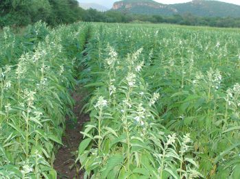 Cultivo de ajonjolí en etapa reproductiva.